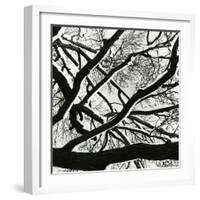 Snow, Tree, c. 1970-Brett Weston-Framed Photographic Print