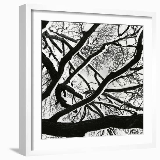 Snow, Tree, c. 1970-Brett Weston-Framed Photographic Print