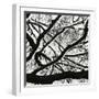 Snow, Tree, c. 1970-Brett Weston-Framed Photographic Print