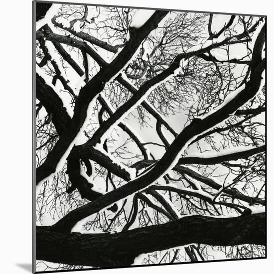 Snow, Tree, c. 1970-Brett Weston-Mounted Photographic Print