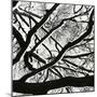 Snow, Tree, c. 1970-Brett Weston-Mounted Photographic Print