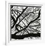 Snow, Tree, c. 1970-Brett Weston-Framed Photographic Print