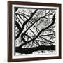 Snow, Tree, c. 1970-Brett Weston-Framed Photographic Print