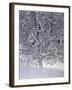 Snow Tree with Magpies-Harro Maass-Framed Giclee Print