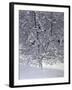 Snow Tree with Magpies-Harro Maass-Framed Giclee Print