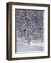 Snow Tree with Magpies-Harro Maass-Framed Premium Giclee Print