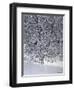 Snow Tree with Magpies-Harro Maass-Framed Premium Giclee Print