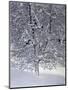 Snow Tree with Magpies-Harro Maass-Mounted Premium Giclee Print