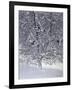 Snow Tree with Magpies-Harro Maass-Framed Giclee Print