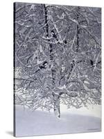 Snow Tree with Magpies-Harro Maass-Stretched Canvas