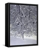 Snow Tree with Magpies-Harro Maass-Framed Stretched Canvas