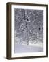 Snow Tree with Magpies-Harro Maass-Framed Giclee Print
