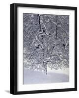 Snow Tree with Magpies-Harro Maass-Framed Giclee Print