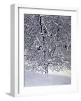 Snow Tree with Magpies-Harro Maass-Framed Giclee Print