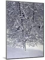 Snow Tree with Magpies-Harro Maass-Mounted Giclee Print