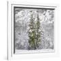 Snow Trees-Chris Dunker-Framed Giclee Print