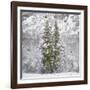 Snow Trees-Chris Dunker-Framed Giclee Print