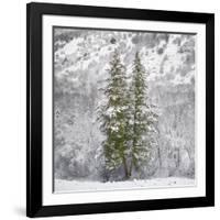 Snow Trees-Chris Dunker-Framed Giclee Print