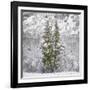 Snow Trees-Chris Dunker-Framed Giclee Print