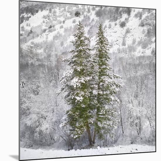 Snow Trees-Chris Dunker-Mounted Giclee Print