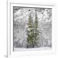 Snow Trees-Chris Dunker-Framed Giclee Print