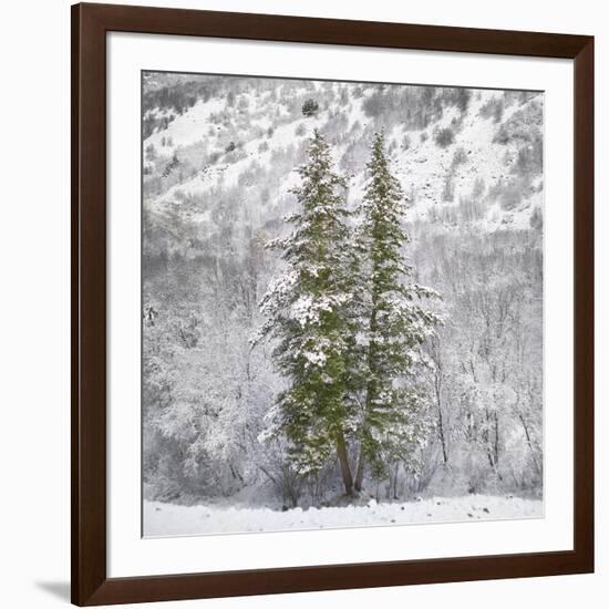 Snow Trees-Chris Dunker-Framed Giclee Print