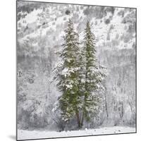 Snow Trees-Chris Dunker-Mounted Giclee Print