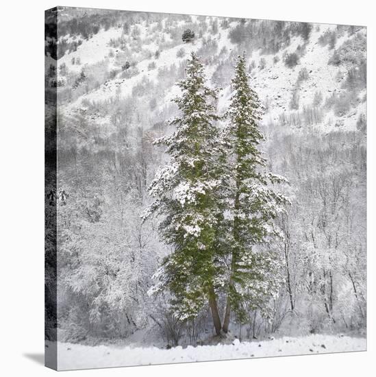 Snow Trees-Chris Dunker-Stretched Canvas