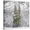 Snow Trees-Chris Dunker-Stretched Canvas