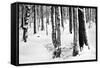 Snow Trees-Craig Howarth-Framed Stretched Canvas