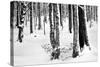 Snow Trees-Craig Howarth-Stretched Canvas
