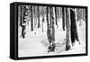 Snow Trees-Craig Howarth-Framed Stretched Canvas