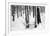 Snow Trees-Craig Howarth-Framed Photographic Print