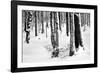 Snow Trees-Craig Howarth-Framed Photographic Print