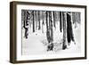 Snow Trees-Craig Howarth-Framed Photographic Print