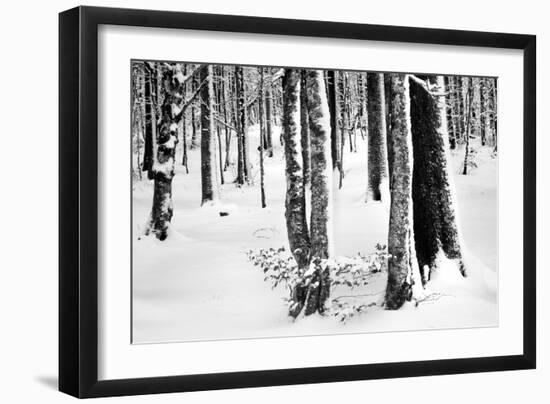 Snow Trees-Craig Howarth-Framed Photographic Print