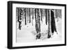 Snow Trees-Craig Howarth-Framed Photographic Print