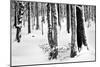 Snow Trees-Craig Howarth-Mounted Photographic Print