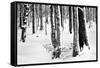 Snow Trees-Craig Howarth-Framed Stretched Canvas