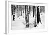 Snow Trees-Craig Howarth-Framed Photographic Print