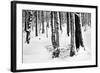 Snow Trees-Craig Howarth-Framed Photographic Print