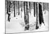 Snow Trees-Craig Howarth-Mounted Photographic Print