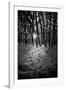 Snow Trees-Rory Garforth-Framed Photographic Print