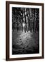 Snow Trees-Rory Garforth-Framed Photographic Print