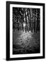 Snow Trees-Rory Garforth-Framed Photographic Print