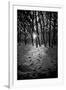 Snow Trees-Rory Garforth-Framed Photographic Print