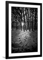 Snow Trees-Rory Garforth-Framed Photographic Print