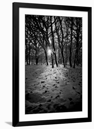 Snow Trees-Rory Garforth-Framed Photographic Print