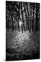 Snow Trees-Rory Garforth-Mounted Photographic Print