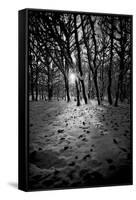 Snow Trees-Rory Garforth-Framed Stretched Canvas